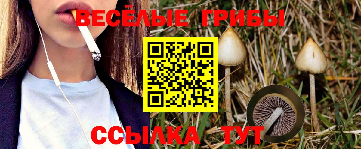 как найти   Галлюциногенные грибы Psilocybe  Вход с VPN  Псилоцибиновые грибы GOLDEN TEACHER  Гай 